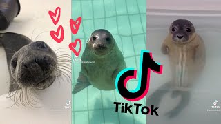 CuteampChonky Seals Compilation Part 2  TikTok 2021 🦭 [upl. by Ellek]