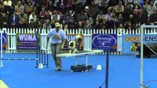 Sport News agility Miniature Australian Shepherd Missile in dog agility contest South Africa [upl. by Weig]