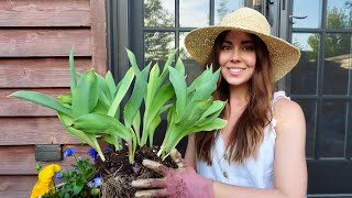 Transplanting Tulips Bulbs After Blooming  Container Gardening [upl. by Tower]