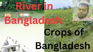 AiT ToohiN River in Bangladesh বাংলাদেশের নদী। crops of Bangladesh বাংলাদেশের ফসল। [upl. by Erbes]