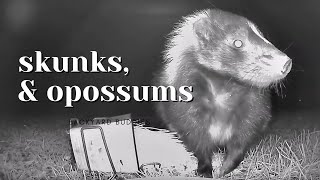 After Dark Mr Skunk amp Mr Opossum [upl. by Adyaj]