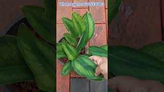 Variety Calathea Plants 🪴 Online Sale [upl. by Valer835]