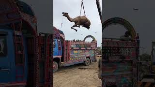 Camel loading in truck yt camel lighttruck shortvideo camelloading animals [upl. by Gimpel135]