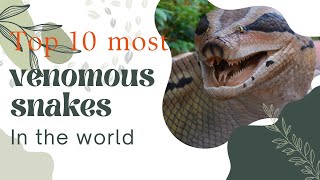 Top 10 most dangerous snakes in the world [upl. by Claudy544]