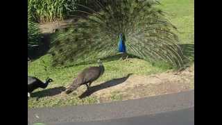 Peacock Mating 6 [upl. by Schwing]