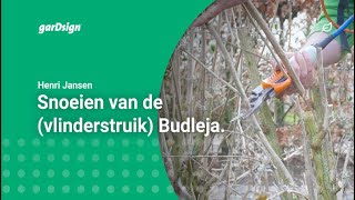 Snoeien van de Vlinderstruik Budleja [upl. by Hgielar456]