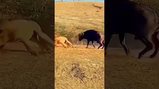 Buffalo vs lion Animal world shows all kinds of life Animal fighting power competition Hunti [upl. by Nomi996]