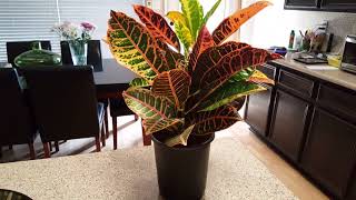 How to care for a Croton Plant  Donna Joshi [upl. by Beniamino957]