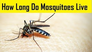 How Long do Mosquitoes Live  Life Cycle of Mosquitoes [upl. by Ivon]