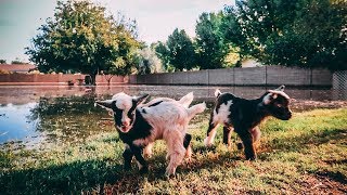 Saving Baby Goats from the FLOOD [upl. by Amaryl645]