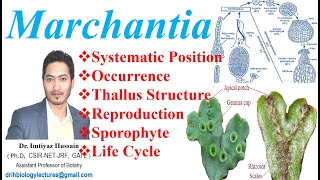 Marchantia Life Cycle Systematic Position Occurrence Reproduction Thallus Structure Sporophyte [upl. by Avivah]