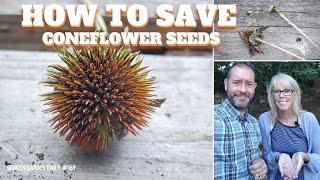 🌻 How to Save Coneflower Seeds  SGD 169 🌻 [upl. by Seiden591]