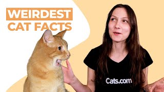 Washington University professor explains the Science of Cats [upl. by Lairea610]