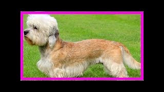 The dandie dinmont terrier [upl. by Nelle]