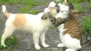 Funny Cats Meeting Cute Puppies Compilation  NEW [upl. by Ahseram762]