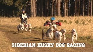 British Siberian Husky Dog Racing Championships 2018 [upl. by Lizned]