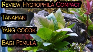 Review Tanaman Aquascape Bandel Untuk Pemula Bisa Tanpa Co 2  Hygrophila Compact [upl. by Achilles]