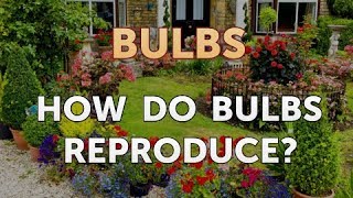 How Do Bulbs Reproduce [upl. by Jacey]