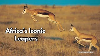 Springbok  Africas Iconic Leapers  Animal Facts  Untamed Zone [upl. by Acimahs708]