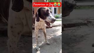 Parvovirus in Dogs dog doglover parvovirus ytshorts l8ve [upl. by Koller]