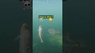 Dead or Alive Baitfish  Pike react pike fishing underwater [upl. by Minny946]