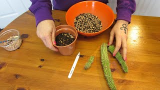 Potting up my Hoodia gordonii Succulent Plant Cuttings  Bushmans hat [upl. by Yrelav]