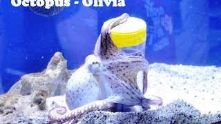 Funny octopus Olivia Takes out fish from the jar [upl. by Aisiat]