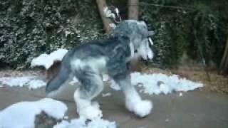 HuskyWolf Quadsuit 4 legged costume  Must be 18 or older to order [upl. by Anigroeg]