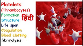 Platelets physiology in hindi  formation  homeostasis  clotting factor  coagulation [upl. by Cleland107]