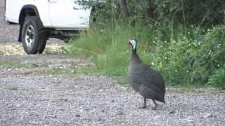 Helmeted Guineafowl Sound [upl. by Nahtannoj]