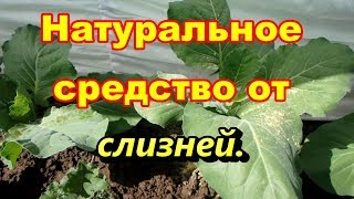 Натуральноебесплатноесредство от слизней [upl. by Kera]