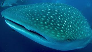 Lucky scuba divers encounter the largest species of shark in the world [upl. by Halvaard]