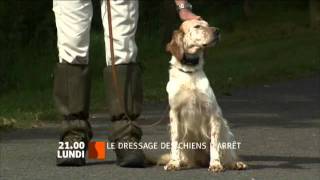 Le dressage des chiens darrêt [upl. by Anwahsed998]