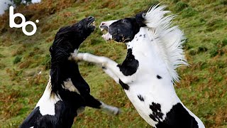 Combat sauvage détalons au sommet  Nature  Combat danimaux [upl. by Polik]