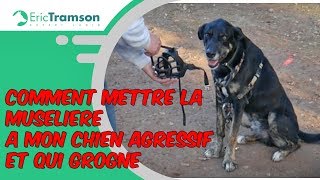 Nantes Comment mettre la muselière à mon chien agressif et qui grogne [upl. by Adlitam]