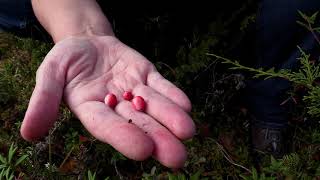 Lingonberry or Low Bush Cranberry Identification [upl. by Affay]