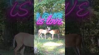 True Wuvwhitetaildeer funny love entertainment [upl. by Yorker747]