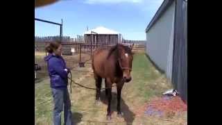 Aeon Lifewave patch on horses with ear issues [upl. by Rekoob]