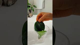 Easiest Propagate Hoya Cutts In Just Water At Home Without Sunlight indoorplant propagation [upl. by Waltner]