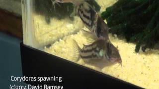 Corydoras parallelus or schwartzi spawning [upl. by Yerg478]