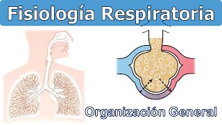 GENERALIDADES  FISIOLOGÍA RESPIRATORIA [upl. by Sontag64]