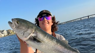 Barnegat Bay gator bluefish [upl. by Aretta530]