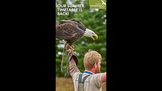 Visit the Hawk Conservancy Trust this Easter [upl. by Ticon]