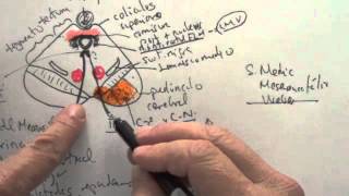 Síndromes del tronco cerebral Mesencéfalo [upl. by Naveb]