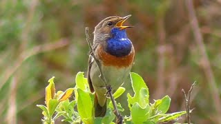 Oiseaux qui Chantent Une heure de chant des oiseaux [upl. by Assira]