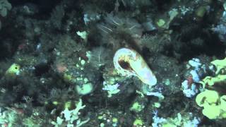 Blotched Snailfish in Zhemchug Canyon [upl. by Annagroeg835]