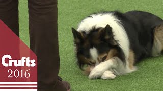 Heelwork to Music  Freestyle International Competition Part 2  Crufts 2016 [upl. by Aubyn]