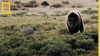 Impactantes imágenes de DEPREDADORES y sus PRESAS en Estados Unidos  National Geographic en Español [upl. by Anaoj]