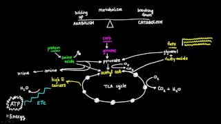 Basics of Metabolism [upl. by Ecirtnahs]