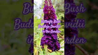 Butterfly Bush Buddlejah Davidii ‘Black Knight’ in the Garden [upl. by Merp]